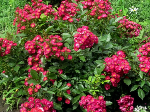 В моём цветочно-садово-огородном королевстве июнь